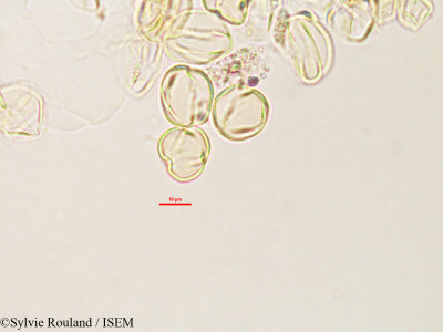Sylvie.Rouland/Argyrolobium_pedunculare_2782/Argyrolobium_pedunculare_2782_0001(copy)_thumb.jpg