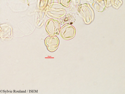 Argyrolobium pedunculare - lame n° 2782