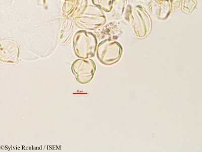 Argyrolobium pedunculare - lame n° 2782