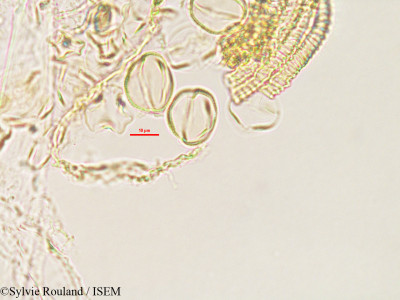 Argyrolobium pedunculare - lame n° 2782