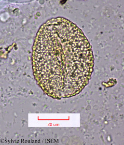 Aristea kitchingii - lame n° 1483