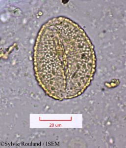 Aristea kitchingii - lame n° 1483