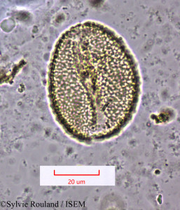 Aristea kitchingii - lame n° 1483