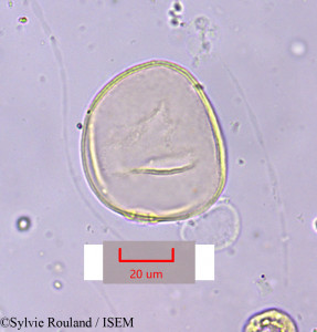 Sylvie.Rouland/Aristida_ciliata_1638/Aristida_ciliata_1638_0001(copy)_thumb.jpg