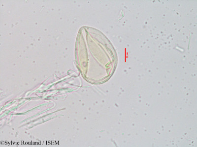 Sylvie.Rouland/Aristida_hystrix_3916/Aristida_hystrix_3916_0001(copy)_thumb.jpg
