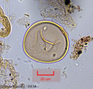 Sylvie.Rouland/Aristida_plumosa_1557/Aristida_plumosa_1557_0001(copy)_thumb.jpg