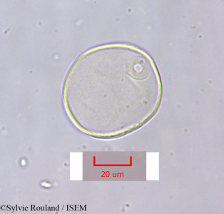 Sylvie.Rouland/Aristida_pungens_1639/Aristida_pungens_1639_0001(copy)_thumb.jpg