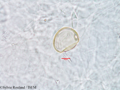 Sylvie.Rouland/Aristida_similis_2967/Aristida_similis_2967_0001(copy)_thumb.jpg