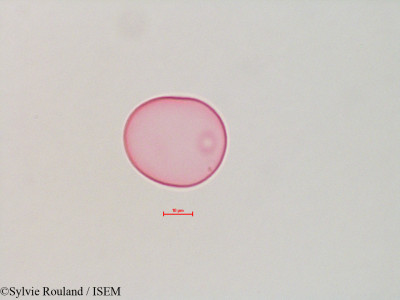 Sylvie.Rouland/Arrhenatherum_elatius_4459/Arrhenatherum_elatius_4459_0001(copy)_thumb.jpg