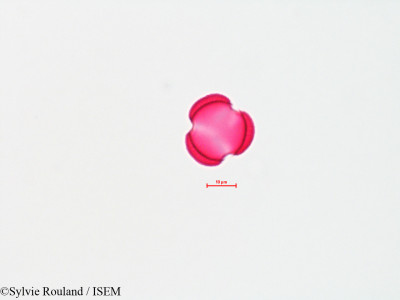 Sylvie.Rouland/Artemisia_biennis_4500/Artemisia_biennis_4500_0001(copy)_thumb.jpg