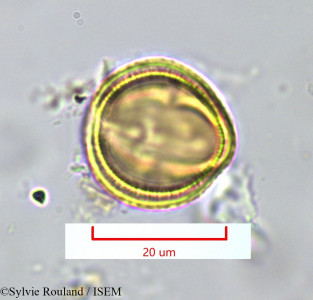 Sylvie.Rouland/Artemisia_herba-alba_1188/Artemisia_herba-alba_1188_0001(copy)_thumb.jpg