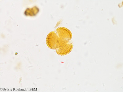 Sylvie.Rouland/Artemisia_parviflora_3870/Artemisia_parviflora_3870_0001(copy)_thumb.jpg