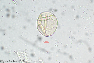 Sylvie.Rouland/Arundinella_fuscata_5789/Arundinella_fuscata_5789_0001(copy)_thumb.jpg
