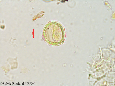 Sylvie.Rouland/Ascarina_lanceolata_4069/Ascarina_lanceolata_4069_0001(copy)_thumb.jpg