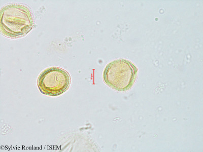 Sylvie.Rouland/Ascarina_polystachya_4071/Ascarina_polystachya_4071_0001(copy)_thumb.jpg
