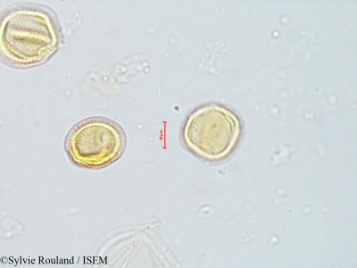 Ascarina polystachya - lame n° 4071