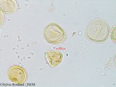 Ascarina polystachya - lame n° 4071