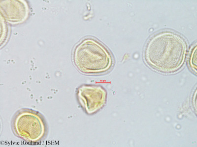 Ascarina polystachya - lame n° 4071