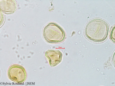Ascarina polystachya - lame n° 4071