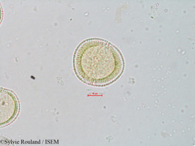 Ascarina polystachya - lame n° 4073