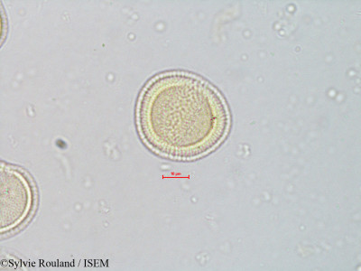 Ascarina polystachya - lame n° 4073