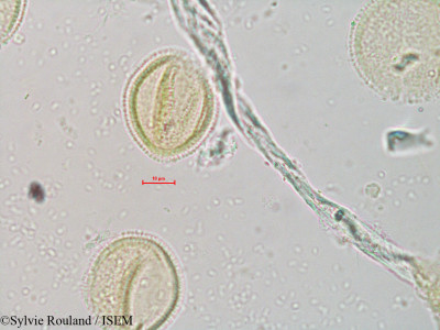 Ascarina polystachya - lame n° 4073