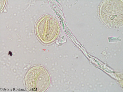 Ascarina polystachya - lame n° 4073