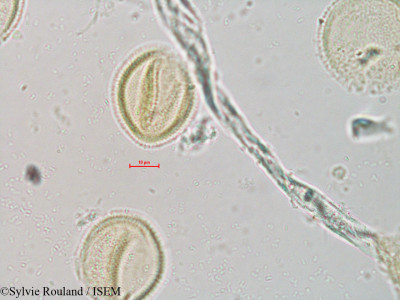 Ascarina polystachya - lame n° 4073