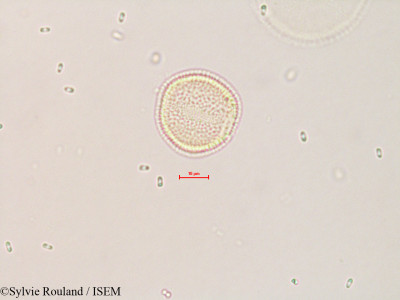 Sylvie.Rouland/Ascarina_rubricaulis_4234/Ascarina_rubricaulis_4234_0001(copy)_thumb.jpg