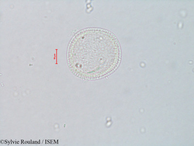 Sylvie.Rouland/Ascarinopsis_coursii_4070/Ascarinopsis_coursii_4070_0001(copy)_thumb.jpg