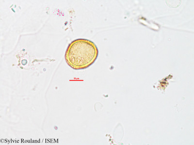 Sylvie.Rouland/Ascolepis_brasiliensis_2623/Ascolepis_brasiliensis_2623_0001(copy)_thumb.jpg