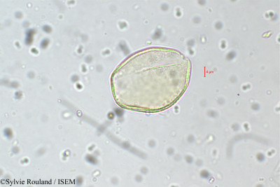 Sylvie.Rouland/Asparagus_laevissimus_5508/Asparagus_laevissimus_5508_0001(copy)_thumb.jpg