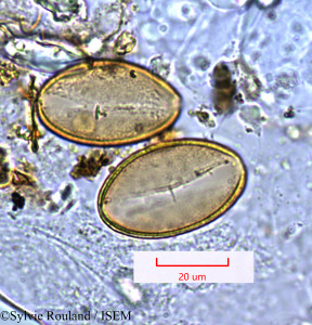 Sylvie.Rouland/Asparagus_racemosus_1254/Asparagus_racemosus_1254_0001(copy)_thumb.jpg