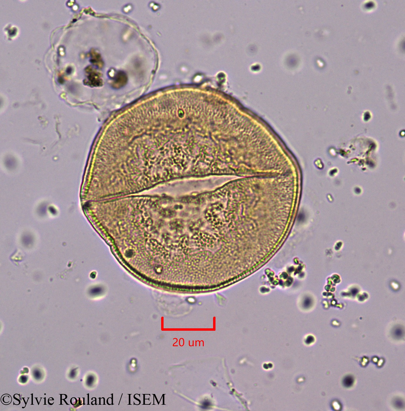 Sylvie.Rouland/Asphodelus_cerasiferus_1743/Asphodelus_cerasiferus_1743_0004(copy).jpg