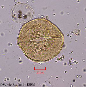 Asphodelus cerasiferus - lame n° 1743