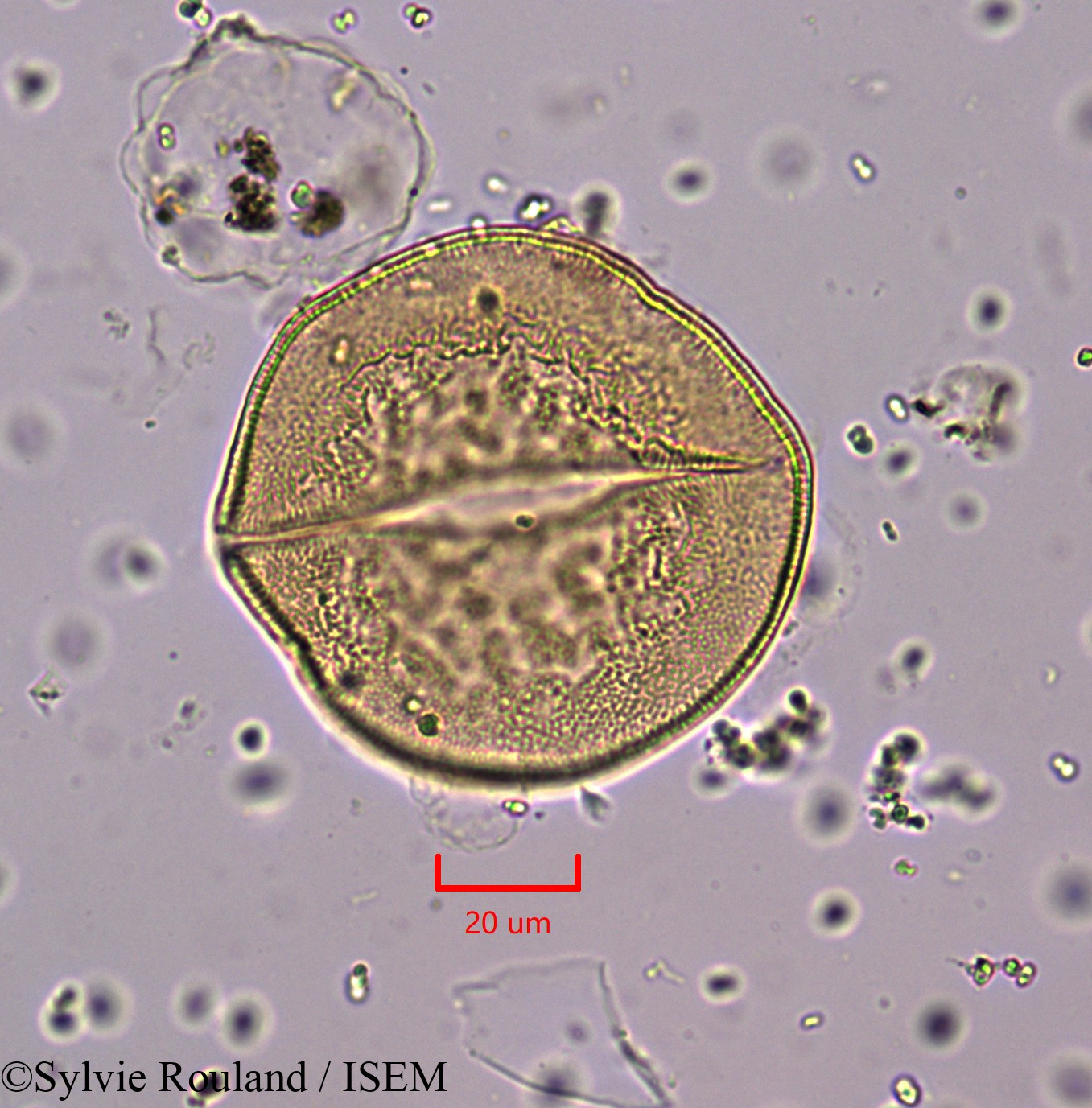 Sylvie.Rouland/Asphodelus_cerasiferus_1743/Asphodelus_cerasiferus_1743_0006(copy).jpg