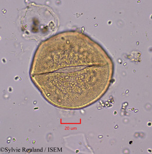 Asphodelus cerasiferus - lame n° 1743