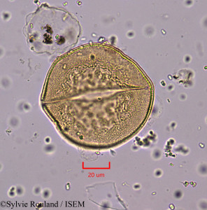 Asphodelus cerasiferus - lame n° 1743