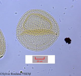 Sylvie.Rouland/Asphodelus_fistulosus_1619/Asphodelus_fistulosus_1619_0001(copy)_thumb.jpg