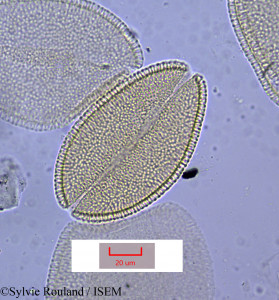 Sylvie.Rouland/Asphodelus_roseus_1206/Asphodelus_roseus_1206_0001(copy)_thumb.jpg