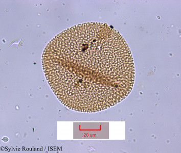 Sylvie.Rouland/Asphodelus_tenuifolius_1607/Asphodelus_tenuifolius_1607_0001(copy)_thumb.jpg