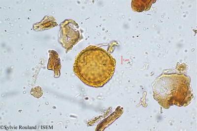 Sylvie.Rouland/Aspidopterys_roxburghiana_5009/Aspidopterys_roxburghiana_5009_0001(copy)_thumb.jpg