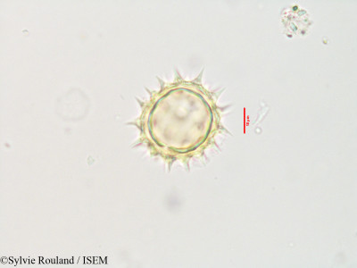 Sylvie.Rouland/Aspilia_thouarsii_3558/Aspilia_thouarsii_3558_0001(copy)_thumb.jpg