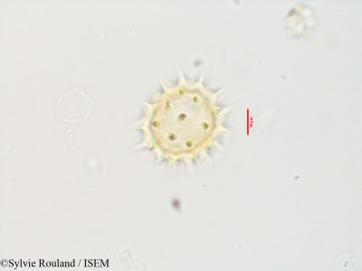 Aspilia thouarsii - lame n° 3558