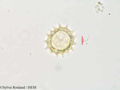 Aspilia thouarsii - lame n° 3558
