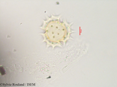 Aspilia thouarsii - lame n° 3558