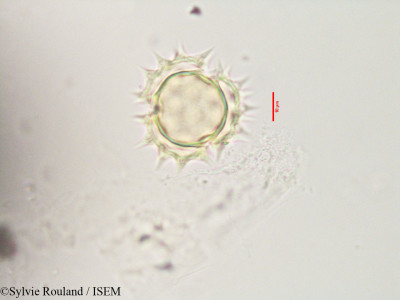 Aspilia thouarsii - lame n° 3558