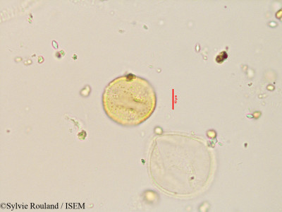 Sylvie.Rouland/Asteropeia_amblyocarpa_3495/Asteropeia_amblyocarpa_3495_0001(copy)_thumb.jpg