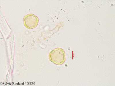Sylvie.Rouland/Asteropeia_micraster_3494/Asteropeia_micraster_3494_0001(copy)_thumb.jpg