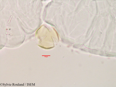 Sylvie.Rouland/Asteropeia_multiflora_3496/Asteropeia_multiflora_3496_0001(copy)_thumb.jpg